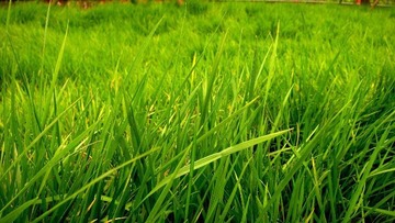 草