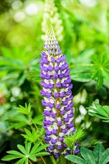 750DSC_11987