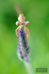 DSC_24242.jpg