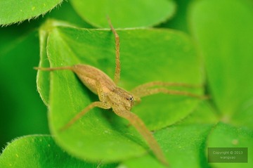 DSC_25209.jpg
