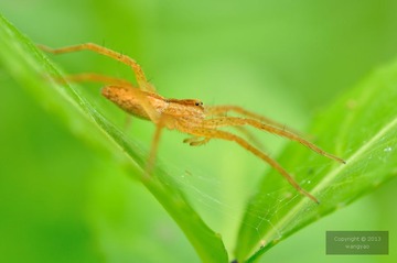 DSC_25215.jpg