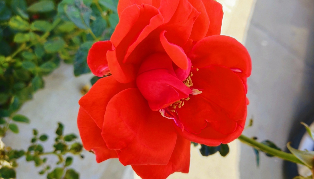 蕊芳,_大山谷图库