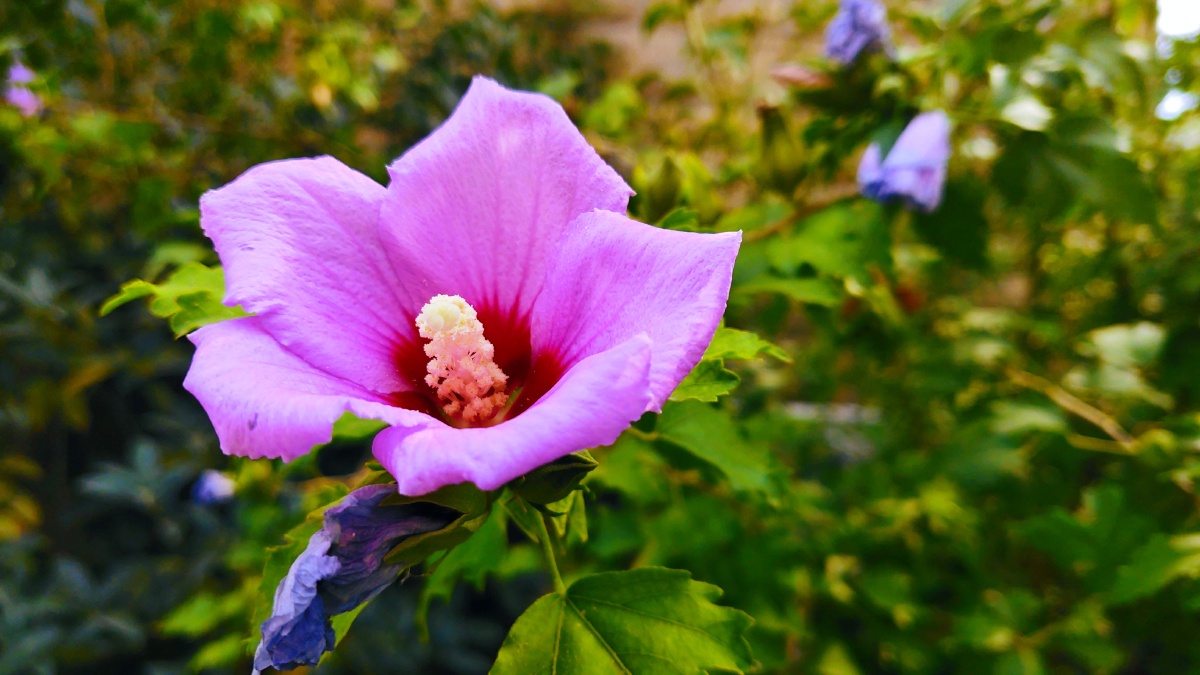 蕊芳,_大山谷图库