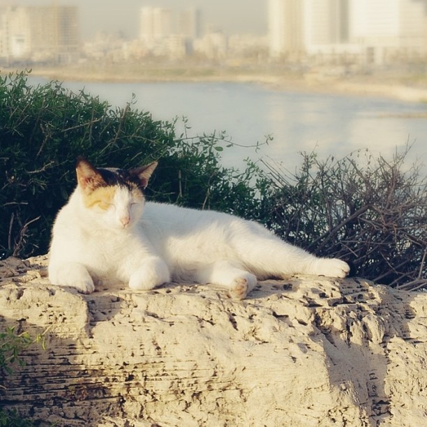 地中海边,午后悠闲的猫 br />