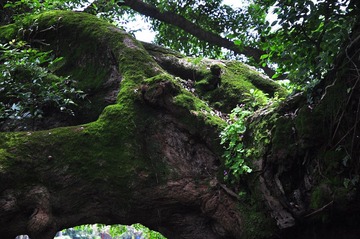 DSC_3239_1.jpg