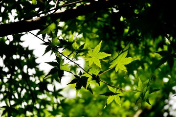 DSC_3308_1.jpg