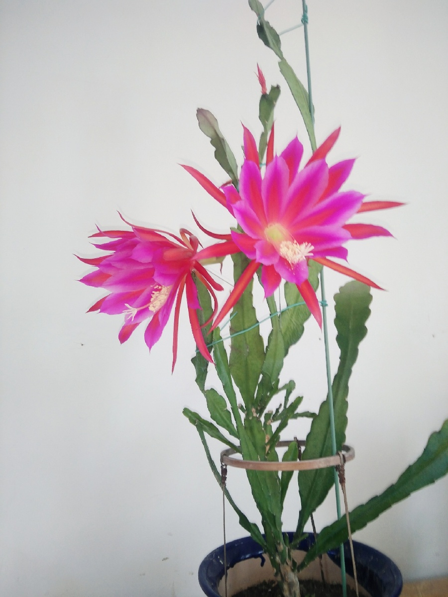 鲜花盛开……⑨令箭荷花