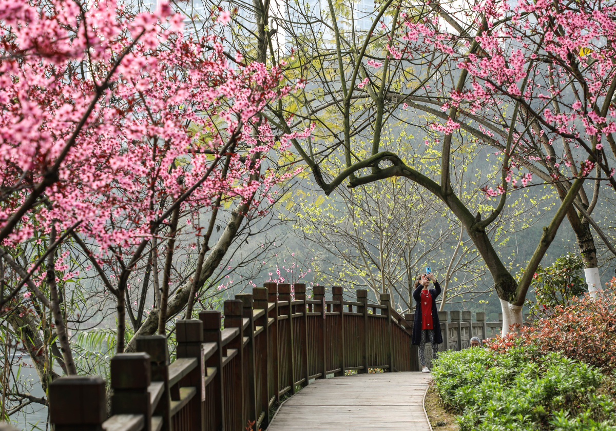 阳春三月的重庆彩云湖湿地公园梅花环湖绽放游人纷至沓来畅游在春天的