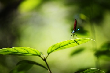 _DSC2130.jpg