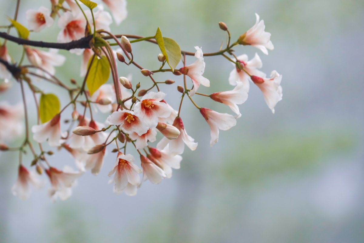 桐子花,中药名.为大戟科油桐属植物油桐vernicia fordii (hemsl.) air