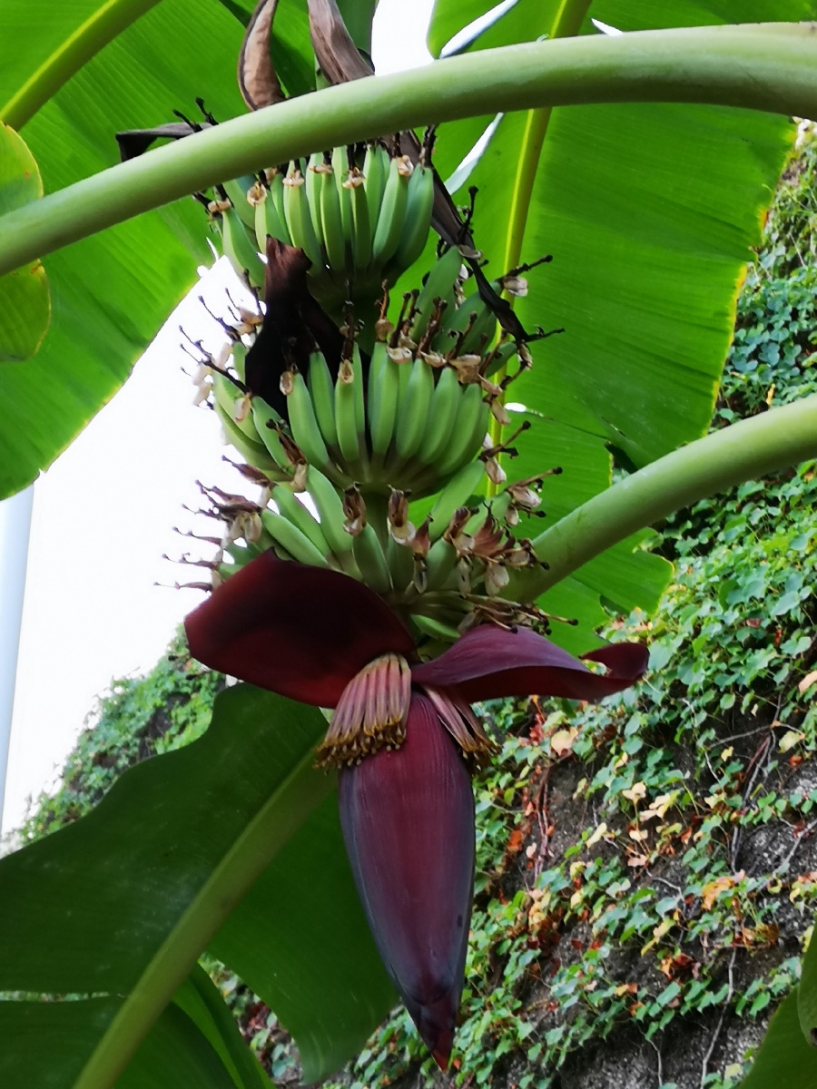 香蕉开花节节长!