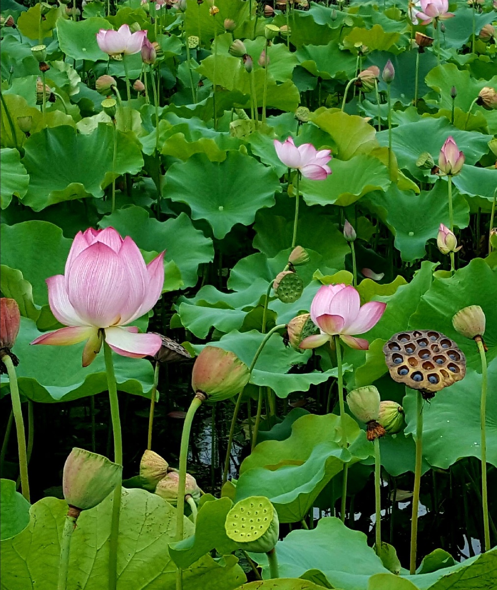 荷塘艳 - 杨帆971 - 图虫网 - 优质摄影师交流社区