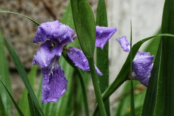 965506