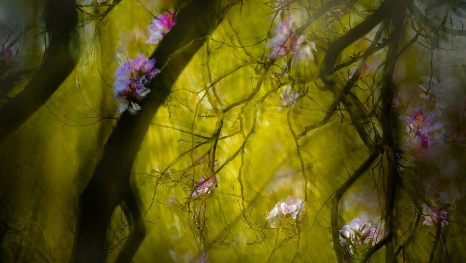 紫荆<br />
