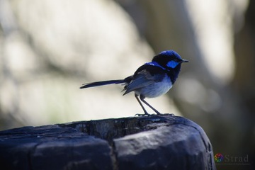 AUS20131155.jpg
