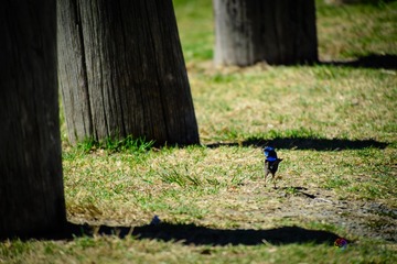 AUS20131157.jpg