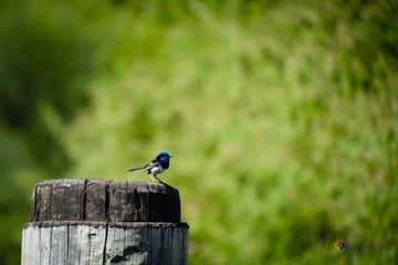 AUS20131159.jpg