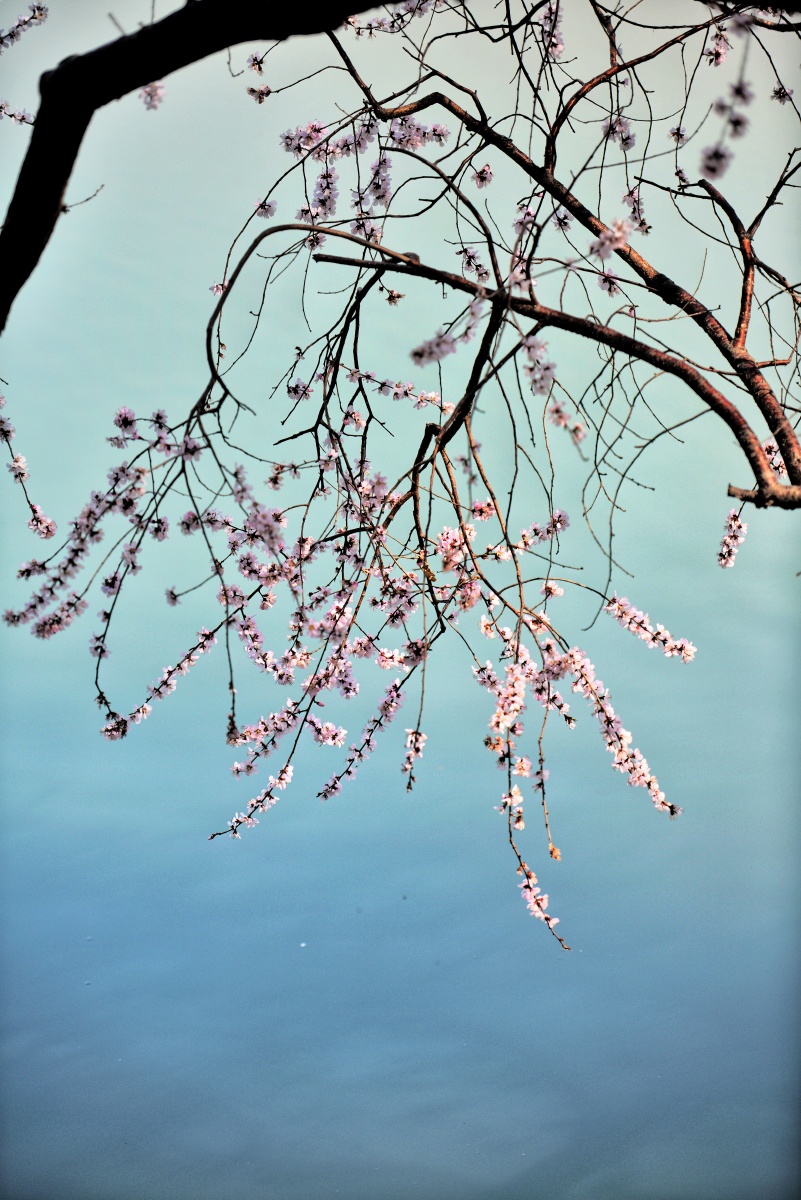 春分乱花迷眼浅草没蹄