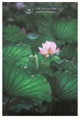 CHI_1617-1