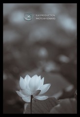 CHI_1706-1