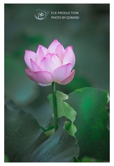 CHI_1741-1