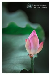CHI_1793-1