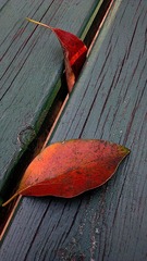 IMAG0782.jpg