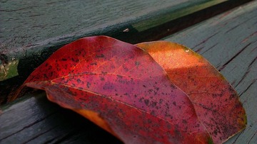 IMAG0784.jpg