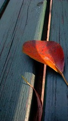 IMAG0804.jpg