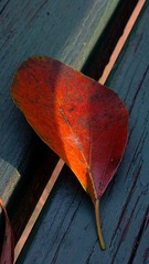 IMAG0808.jpg