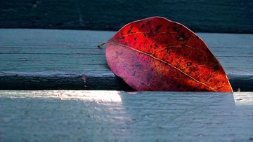 IMAG0810.jpg