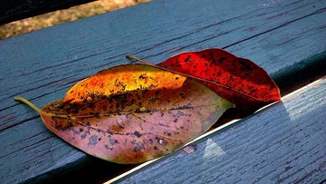 IMAG0813.jpg