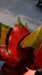 IMAG0847.jpg