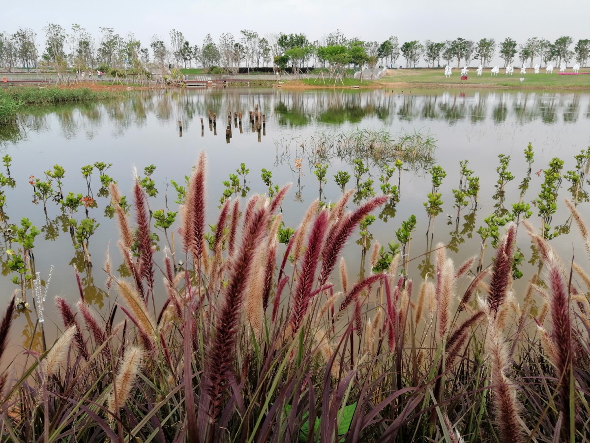 长安东宝湿地公园拍于东莞长安滨海湾新区