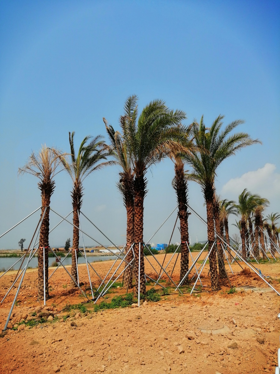 海堤绿化带拍于东莞长安滨海湾新区