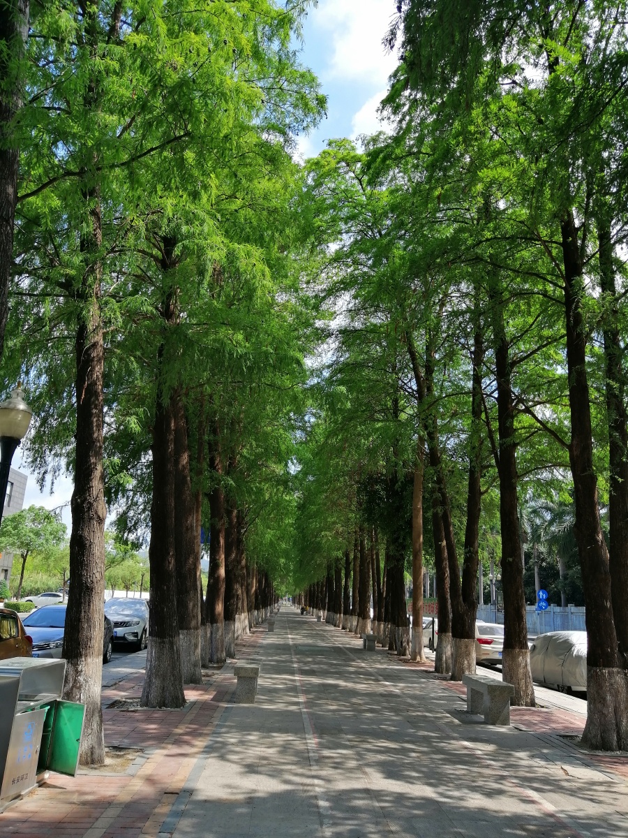 初夏的长青街拍于东莞长安