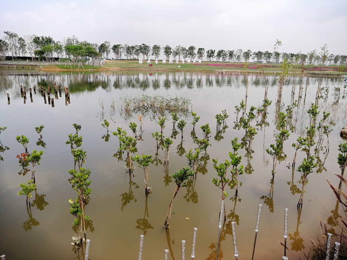 长安东宝湿地公园拍于东莞长安滨海湾新区