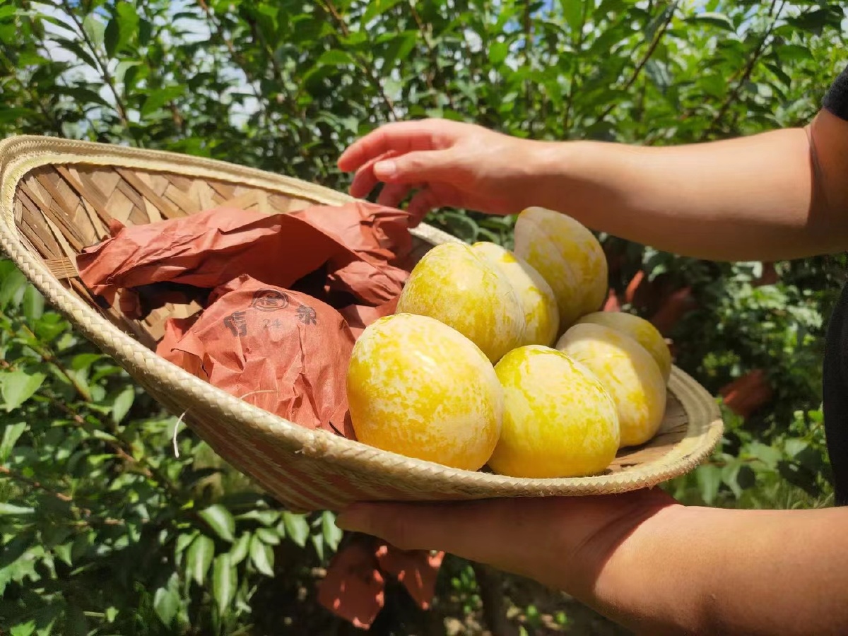 黄金奈李拍于湖南汝城文明瑶乡半条被子故事之地