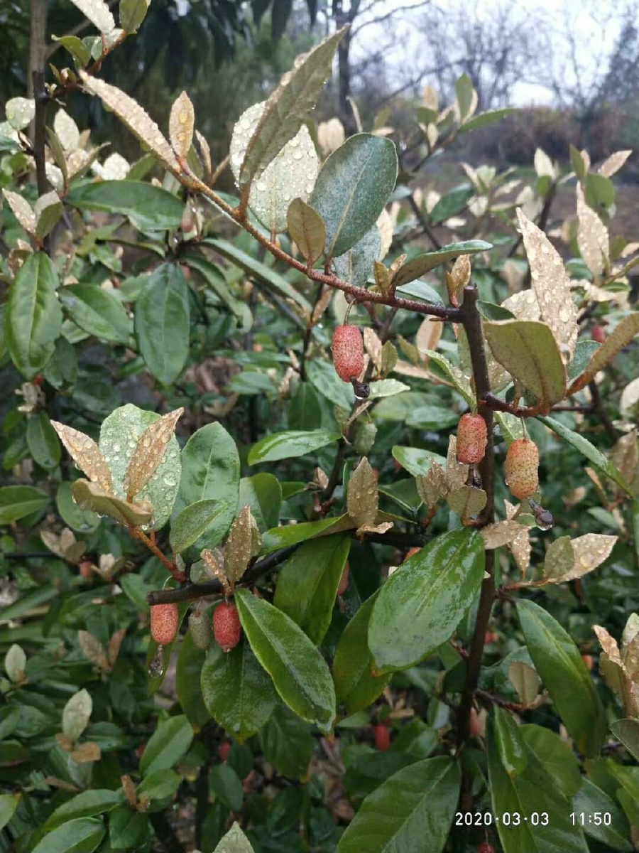 野酸果小时候的味道