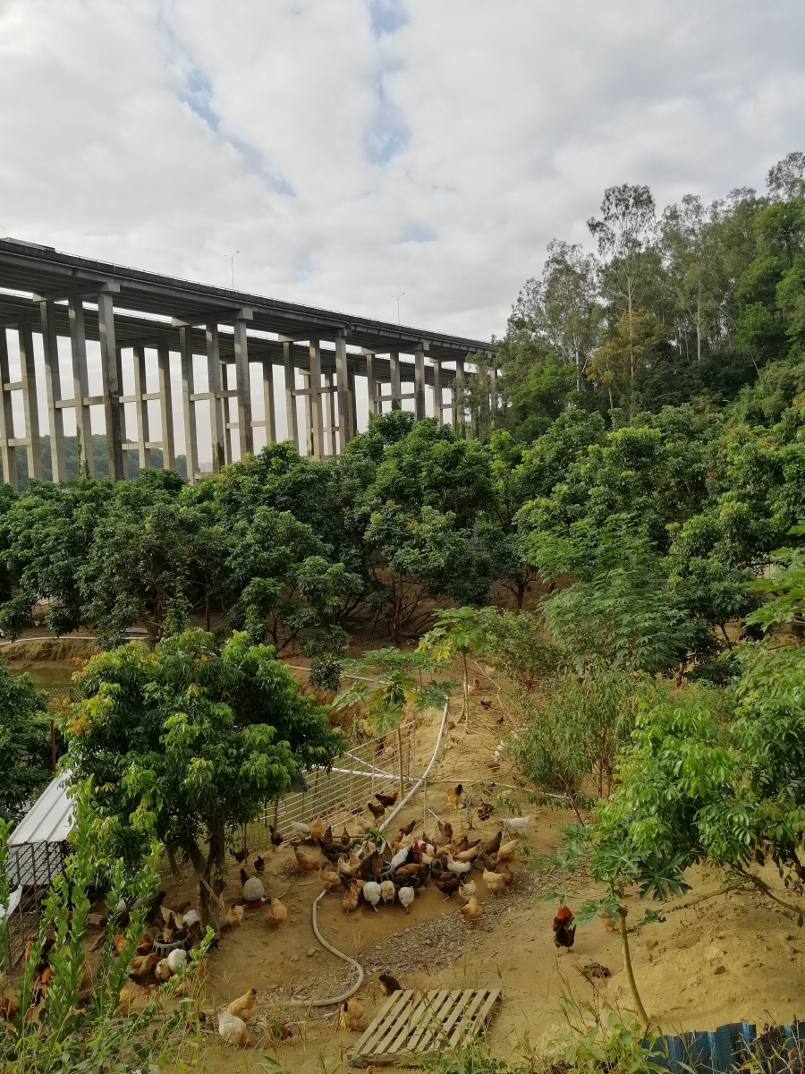 生态农庄拍于大岭山森林公园