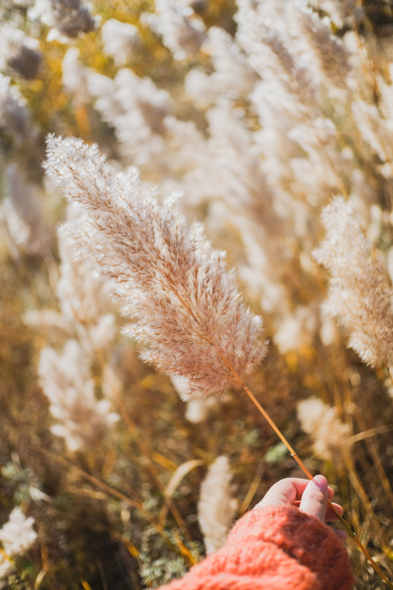 芦苇在阳光下泛起温柔的光