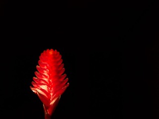 花_08.jpg