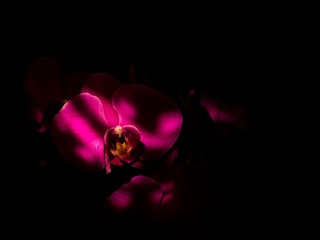 花_12.jpg