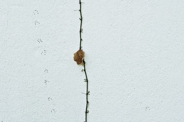 叶与点
