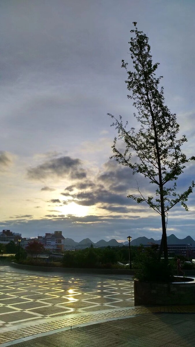 树下夕阳