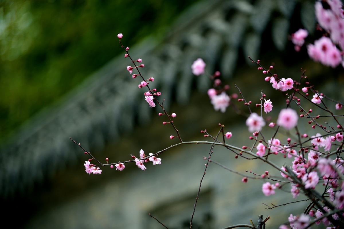 墙角数枝梅凌寒独自开
