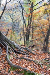 _MG_4020.jpg