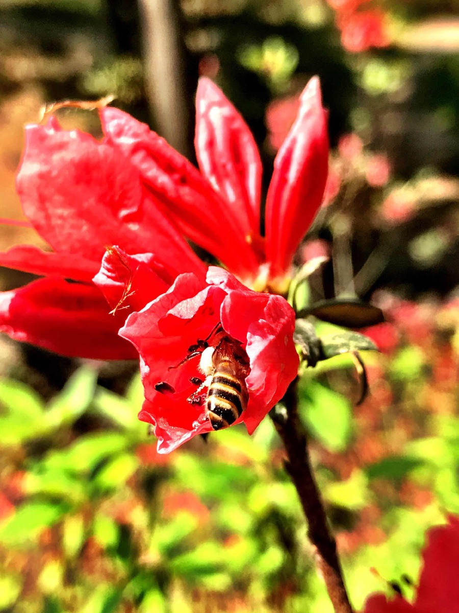 蜜蜂霓裳红杜鹃