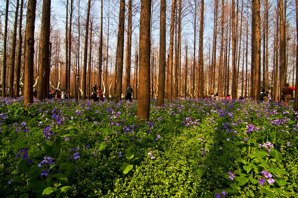 南理工水杉林与二月兰