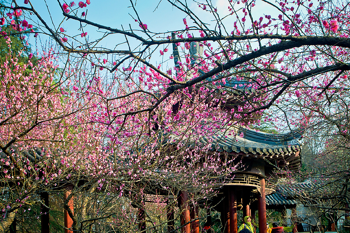美丽南京之八十二雨花台梅岗